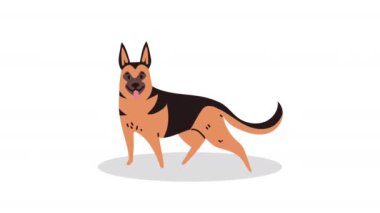 Alman çobanı köpek maskotu animasyonu, 4k video animasyonu