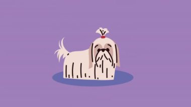 shih tzu cins köpek maskotu animasyonu, 4k video animasyonu