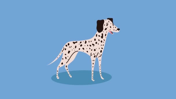 Dalmatian Breed Dog Mascot Animation Video Animated — Αρχείο Βίντεο