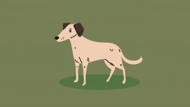 Jack Russell Breed Dog Mascot Animation Video Animated — Wideo stockowe