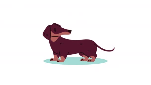 Dachshund Breed Dog Mascot Animation Video Animated — 비디오