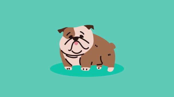 Bulldog Razza Cane Mascotte Animazione Video Animato — Video Stock