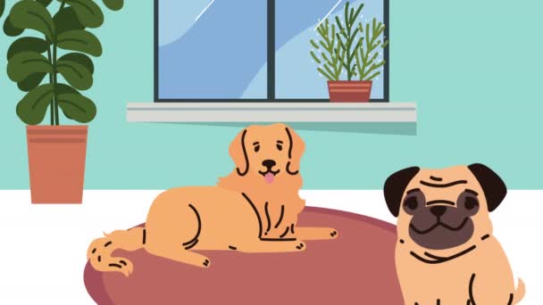 Мопс Золоті Собаки Ретривери Відео Анімовані — стокове відео
