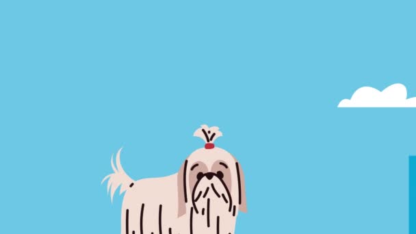 Shih Tzu Pure Breed Mascot Video Animated — Stock Video
