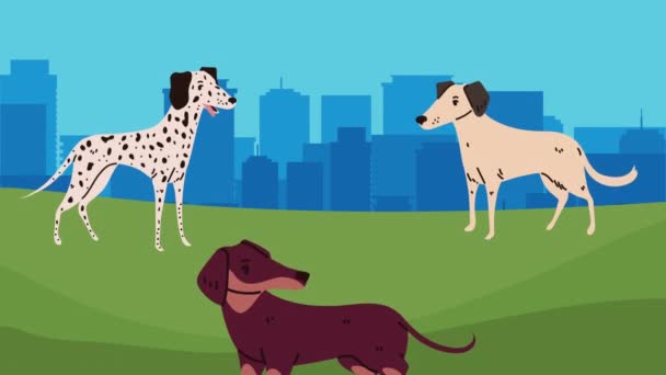 Чисті Собаки Породи Парку Відео Анімовані — стокове відео