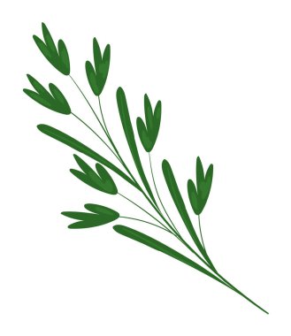 Kişniş sebze, sağlıklı yiyecek ikonu