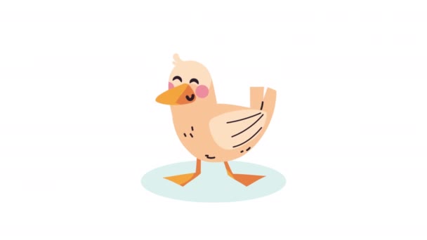 Cute Duck Animal Farm Animation Video Animated — Stock Video