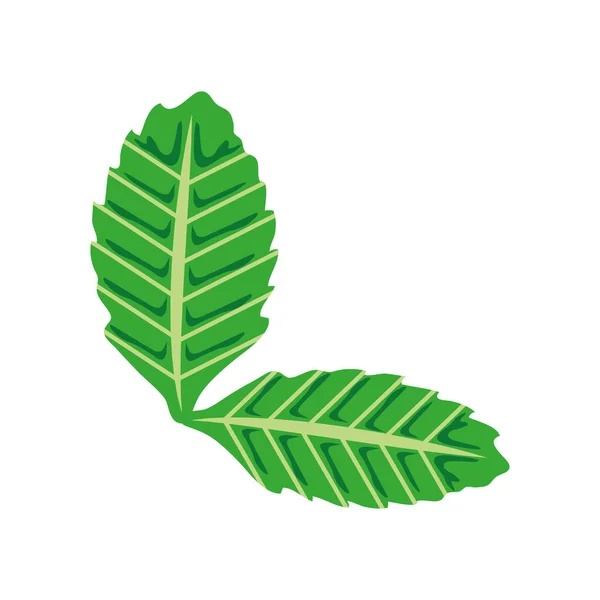 Leaves Organic Isolated Icon Design — Stock Vector