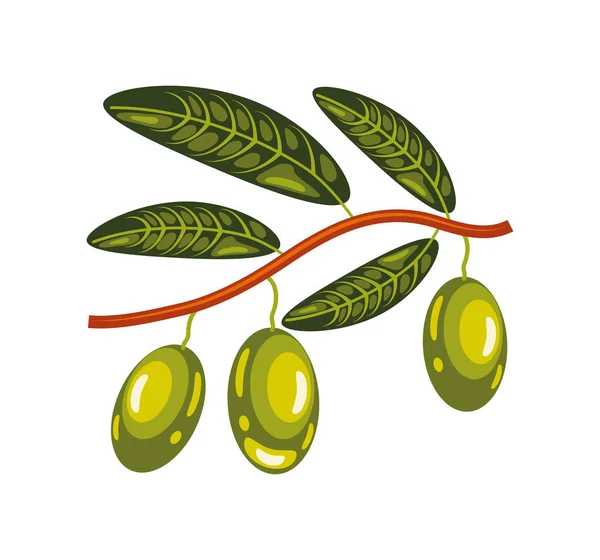 Olive Tree Leaf Icon White Background — Stock Vector