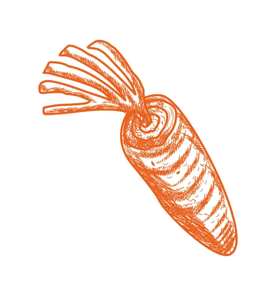 胡萝卜手绘食物图标 — 图库矢量图片