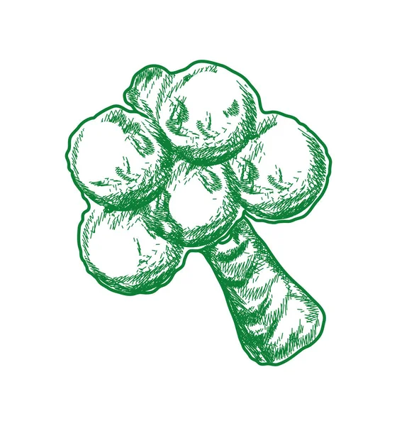 Broccoli Hand Drawn Food Icon — Stock Vector