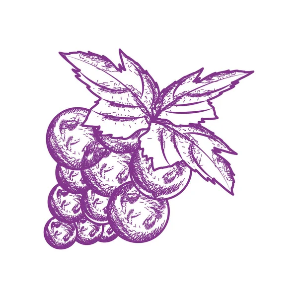 葡萄手绘食品图标 — 图库矢量图片