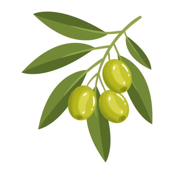 Olive Leaf Tree Icon Isolated — Stock Vector