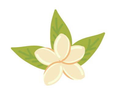 Frangipani çiçeği ve yaprak izole ikonu