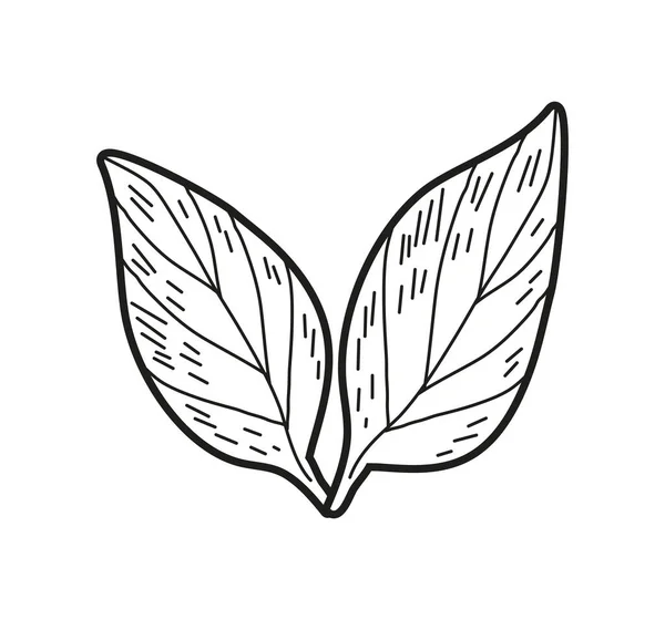 Leaf Icon Isolated White Background — Image vectorielle