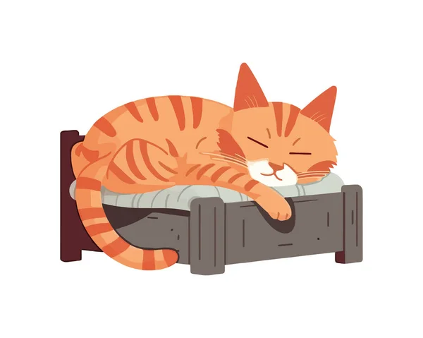 Kätzchen Kuschelt Kissen Niedlichen Cartoon Ikone Isoliert — Stockvektor