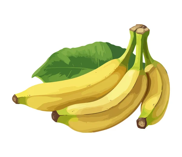 Zralé Banánové Ovoce Tropické Občerstvení Ikona Izolované — Stockový vektor