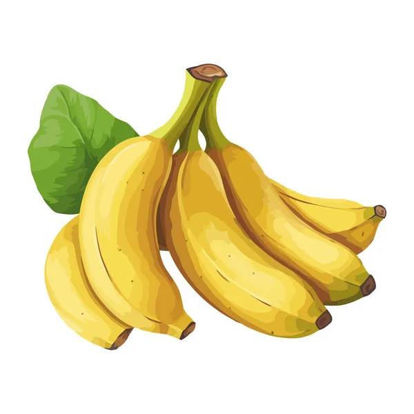 熟したバナナ 新鮮で有機的な熱帯スナックアイコンは隔離されています — ストックベクタ
