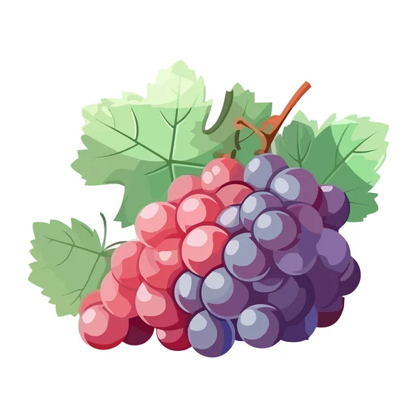 Fresh Grape Bunches Ripe Winemaking Season Icon Isolated — Stock Vector