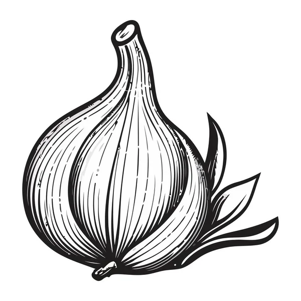 Fresh Garlic Clove Herb Vegetable Seasoning Icon Isolated — Stock Vector