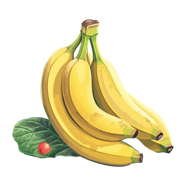 Reife Bananenfrucht Auf Weißem Hintergrund — Stockvektor