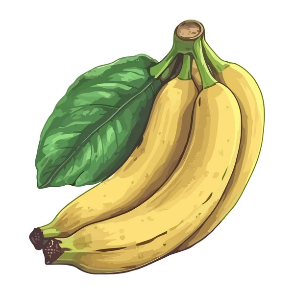 Banana Madura Lanche Fresco Orgânico Ícone Alimentar Isolado —  Vetores de Stock