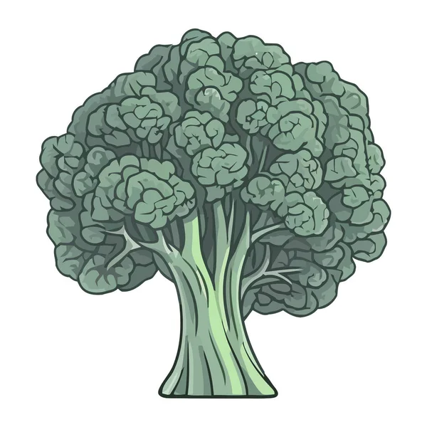 Broccoli Freschi Verdure Foglie Verdi Icona Isolato — Vettoriale Stock