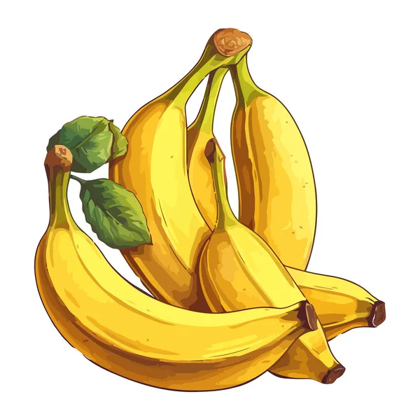 Banano Maduro Fresco Orgánico Icono Snack Tropical Aislado — Archivo Imágenes Vectoriales