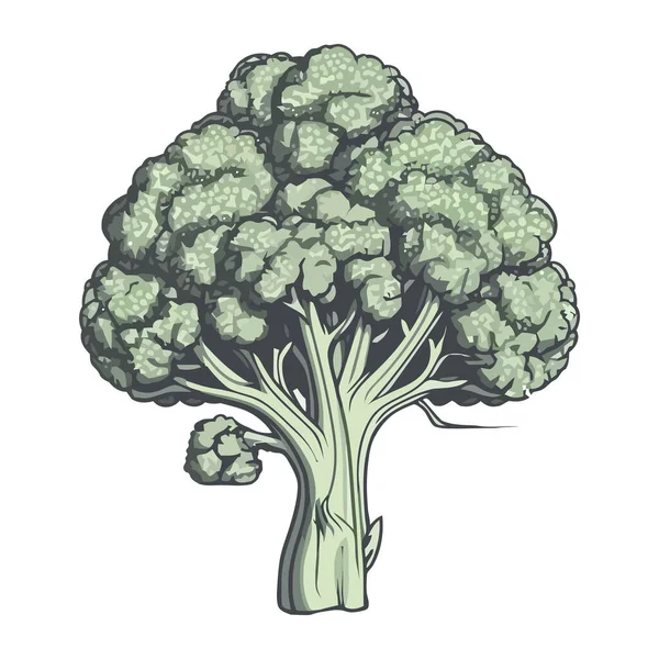 Здоровый Свежие Овощи Брокколи Икона Изолированы — стоковый вектор