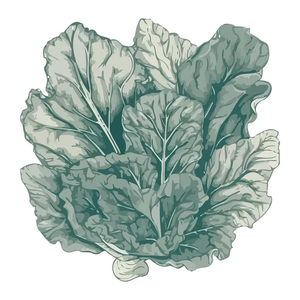 Frische Grüne Blätter Von Bio Gemüse Ikone Isoliert — Stockvektor