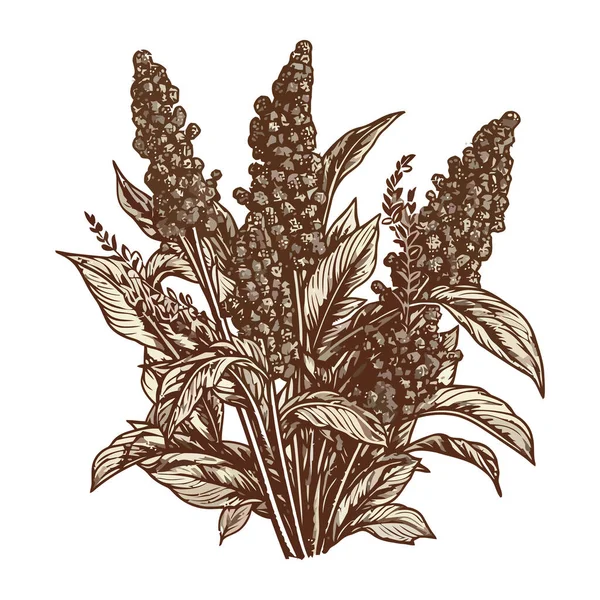 Ескіз Органічних Рослин Свіжа Трава Значок Квітки Ізольовані — стоковий вектор