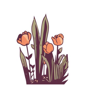 Lale doğadaki aşkı simgeler. Güzellik simgesi izole edilmiş.