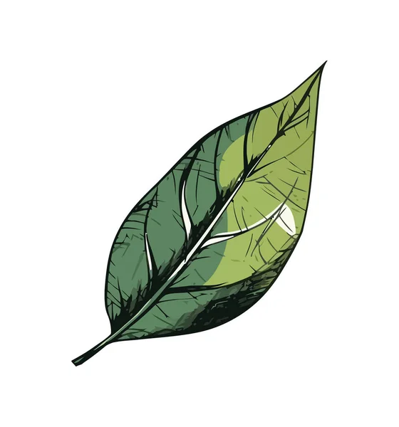 Πράσινο Φύλλο Εικόνα Ανάπτυξης Της Φύσης Απομονωμένη — Διανυσματικό Αρχείο