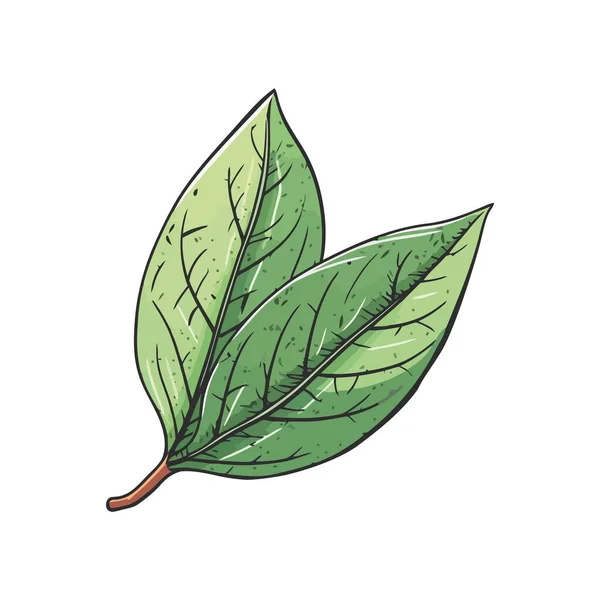 新鮮な緑のハーブの葉の自然アイコンを隔離 — ストックベクタ