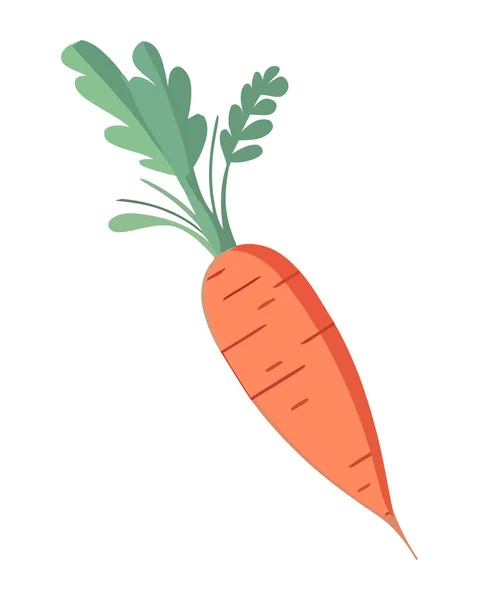 Zanahoria Orgánica Fresca Ingrediente Vegetariano Saludable Icono Aislado — Vector de stock