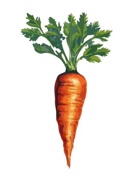 健康新鲜胡萝卜成熟蔬菜图标分离 — 图库矢量图片