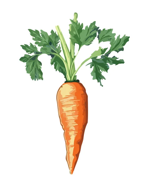 新鲜有机胡萝卜成熟蔬菜图标分离 — 图库矢量图片