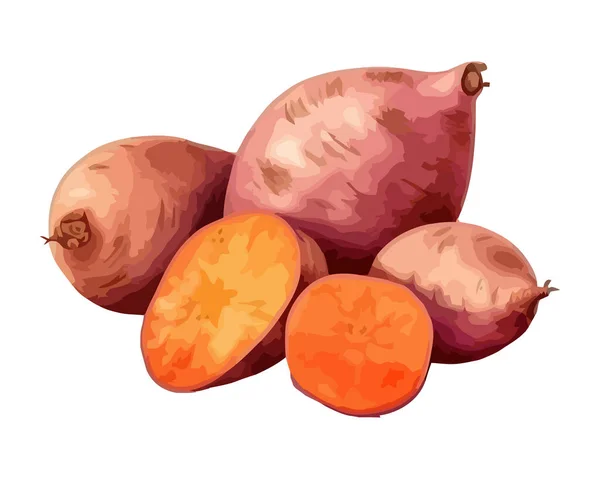新鮮な有機ジャガイモ 熟したとジューシーなスナックアイコンのイソラルト — ストックベクタ