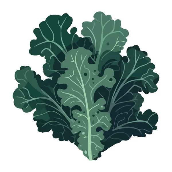 Mączka Jarmużowa Izolowana Ikona Warzyw Organicznych — Wektor stockowy