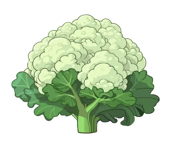 Świeże Organiczne Kalafior Warzywny Zdrowy Posiłek Ikona Izolowane — Wektor stockowy