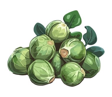 Taze organik Brüksel lahanası sebze ikonu izole
