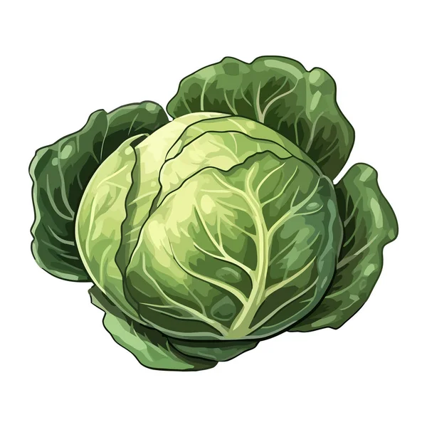 Salade Chou Fraiche Biologique Une Icône Repas Végétarien Sain Isolé — Image vectorielle