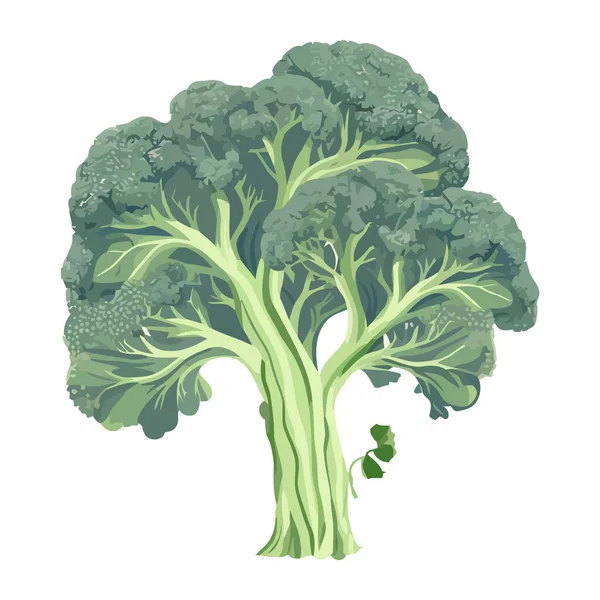 Свежий Зеленый Брокколи Здорового Питания Значок Изолирован — стоковый вектор