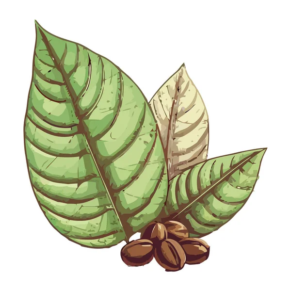 Kávé Növény Bab Fehér Háttér Ikon Elszigetelt — Stock Vector