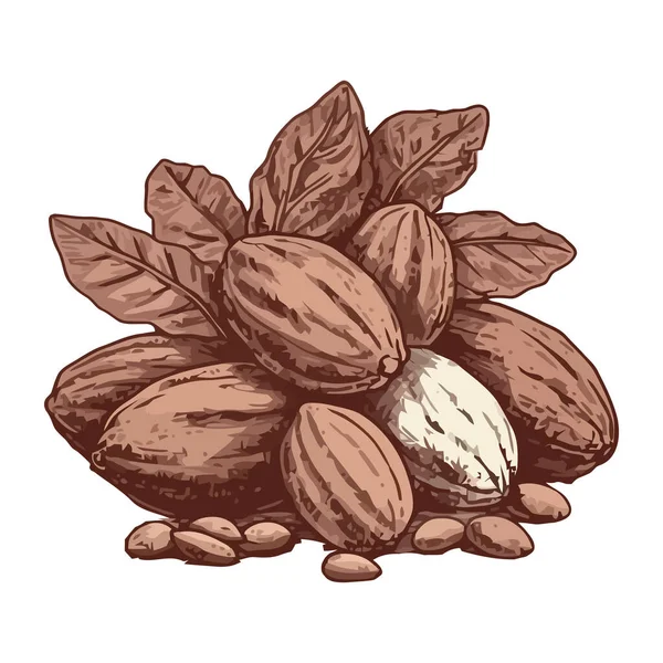 Organik Biji Kakao Terisolasi Ikon Alam Terisolasi - Stok Vektor