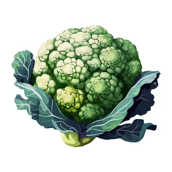 Свежие Органические Овощи Цветная Капуста Икона Здорового Питания Изолированы — стоковый вектор