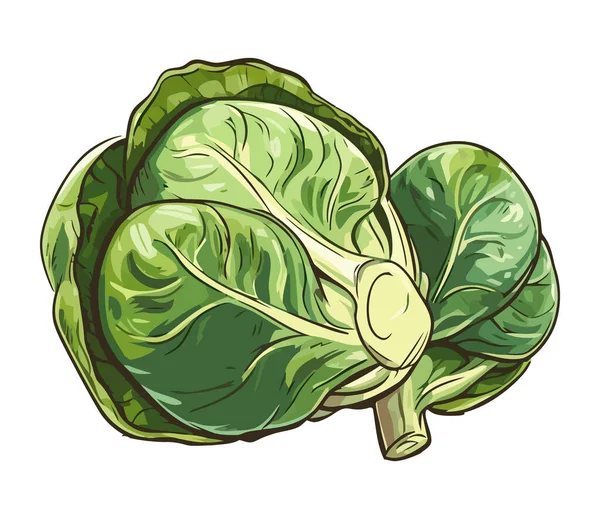 Friske Økologiske Grønkål Salat Sund Vegetarisk Måltid Ikon Isoleret – Stock-vektor
