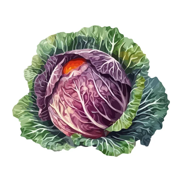 Свежая Овощная Капуста Здоровый Современный Икона Еды Изолированы — стоковый вектор