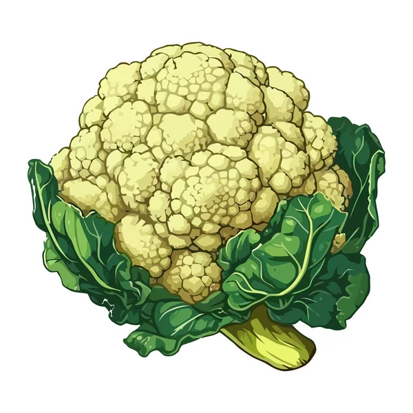 Friss Karfiol Leveles Zöldségek Egészséges Táplálkozás Ikon Izolált — Stock Vector
