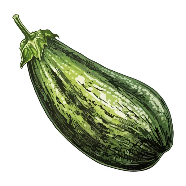 Zucchine Verdure Biologiche Mature Cucinare Icona Isolata — Vettoriale Stock